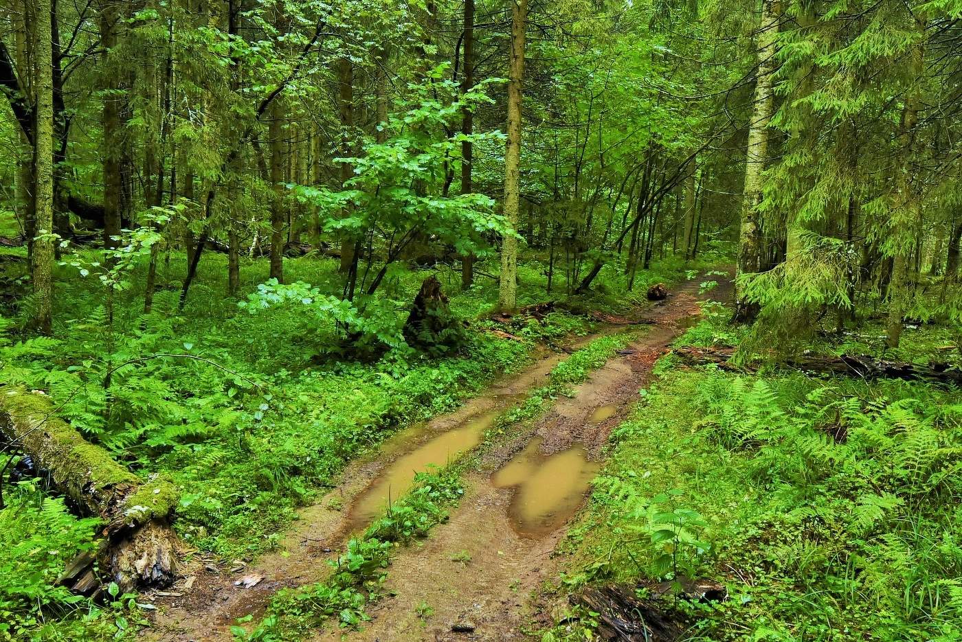 Дождливый денек ...