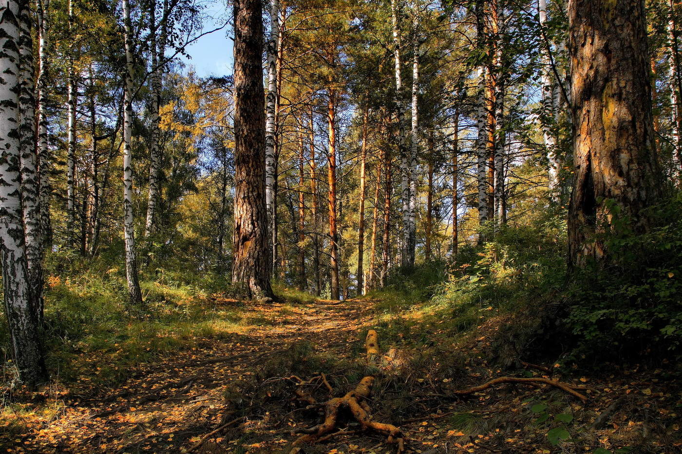 *Августовский лес.**