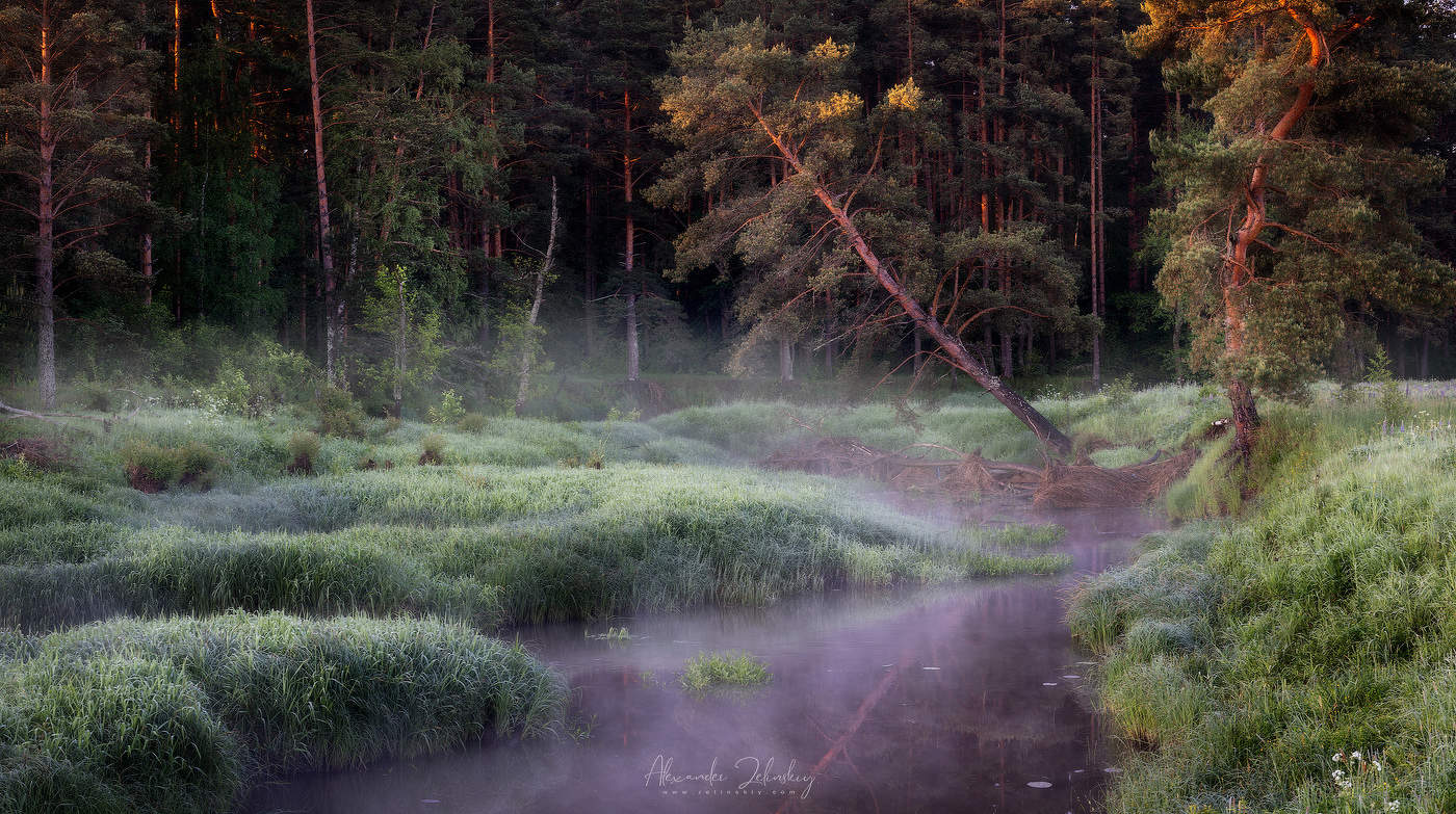 Утро в лесу
