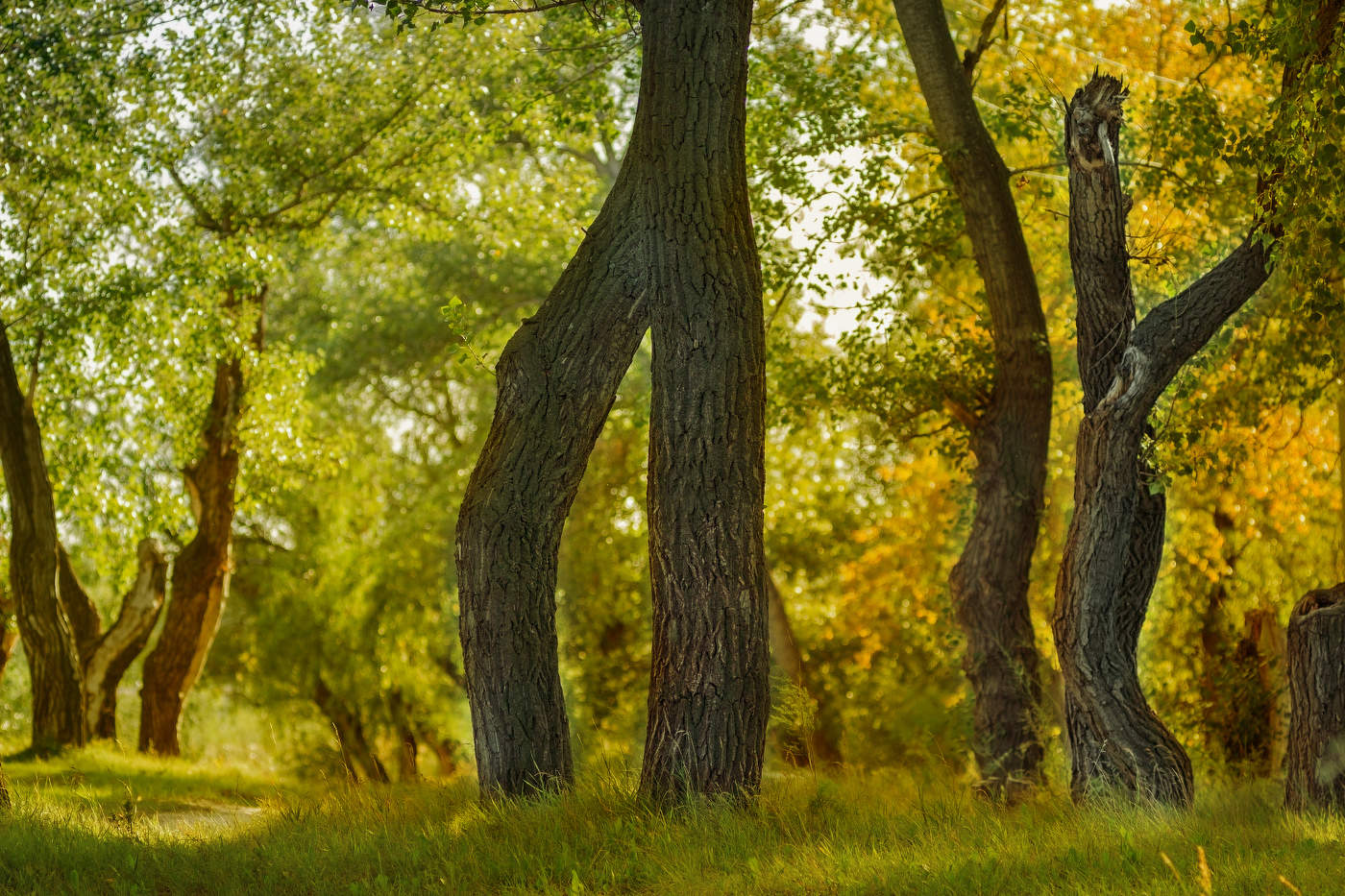 Деревянные модели.