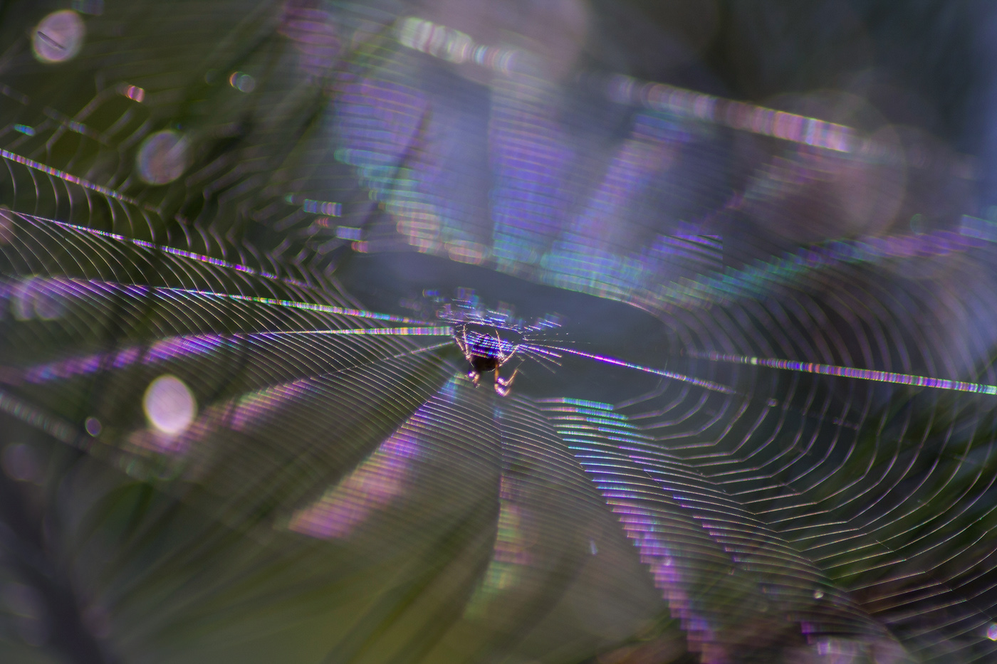 Паучок и его паутинка