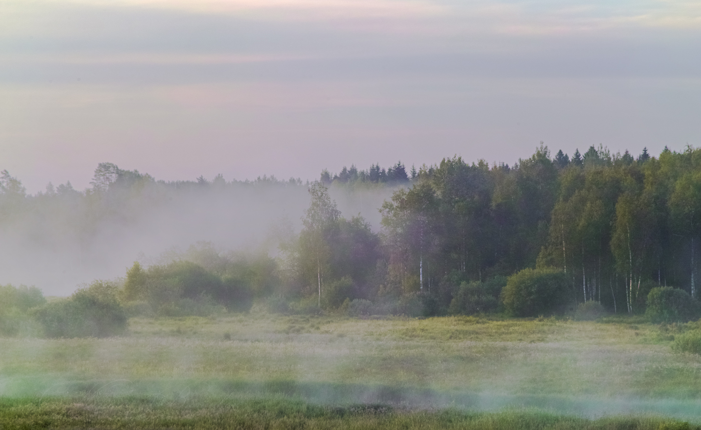 Туманный лес