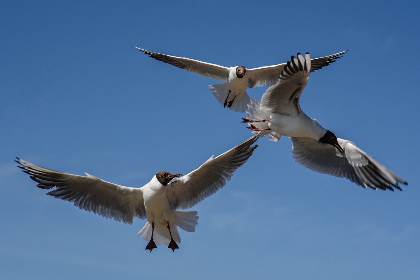 Воздушное трио