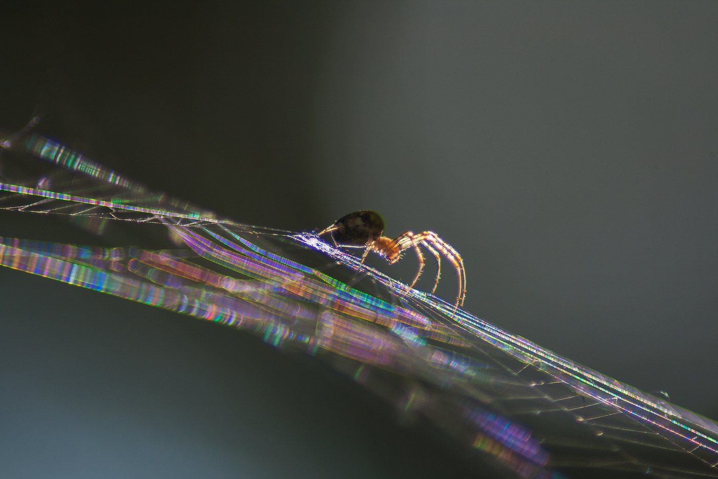 На струнах паутины играет паучок