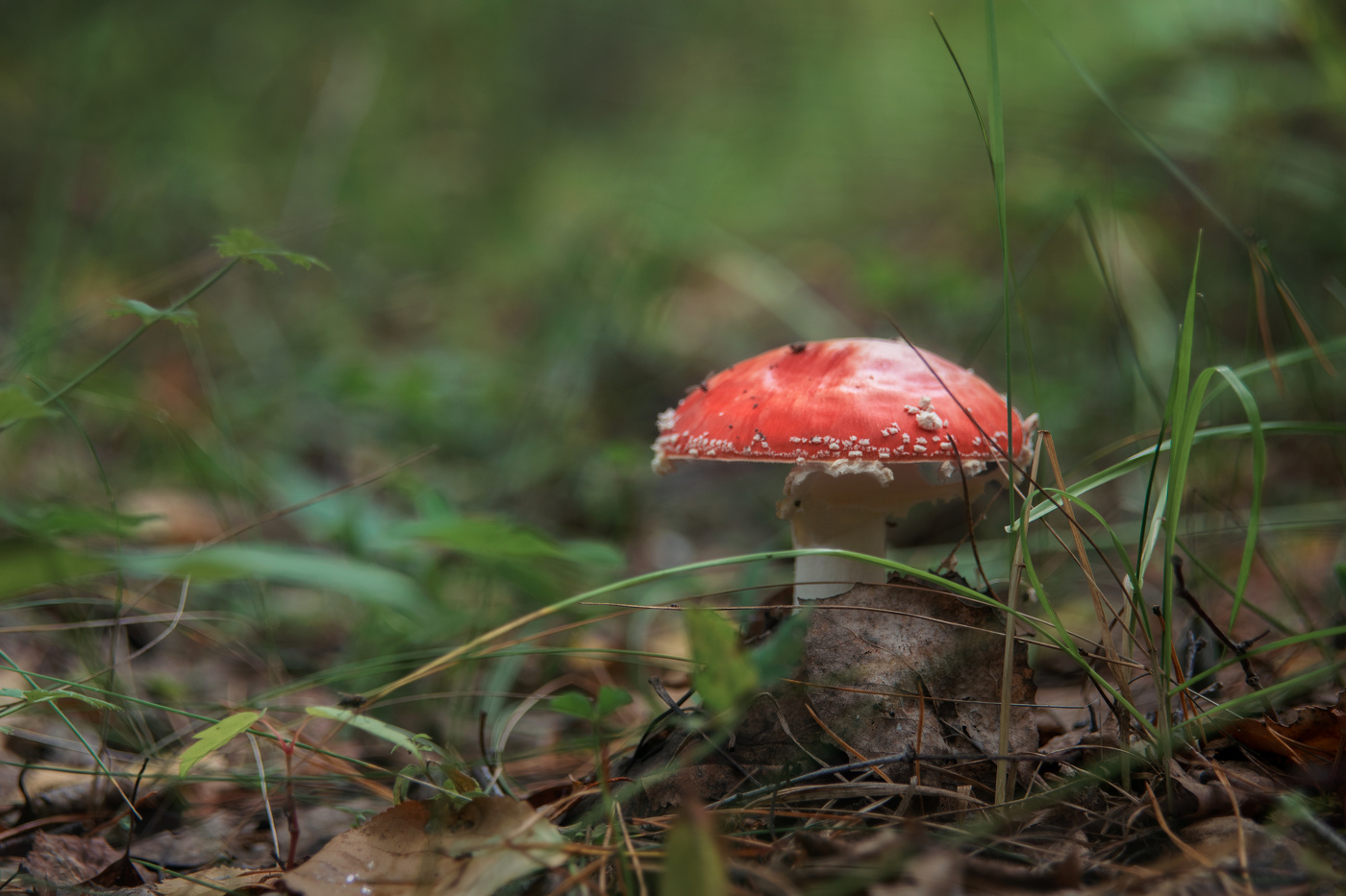 МухоморЧик