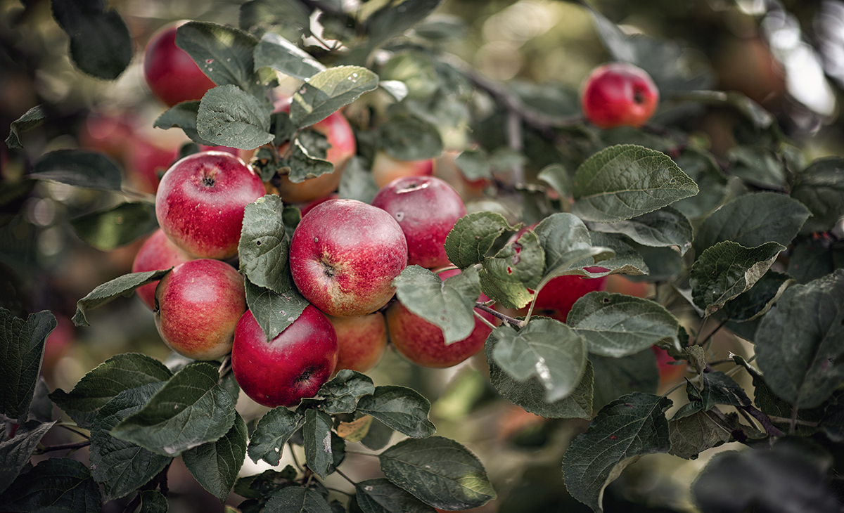 В последний день лета...