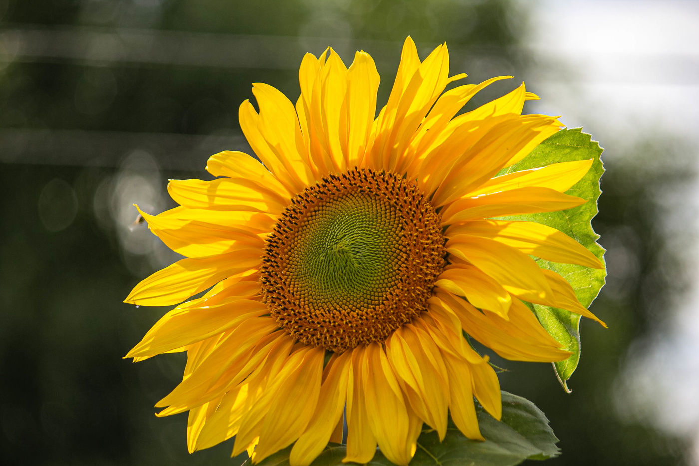 Подсолнушек