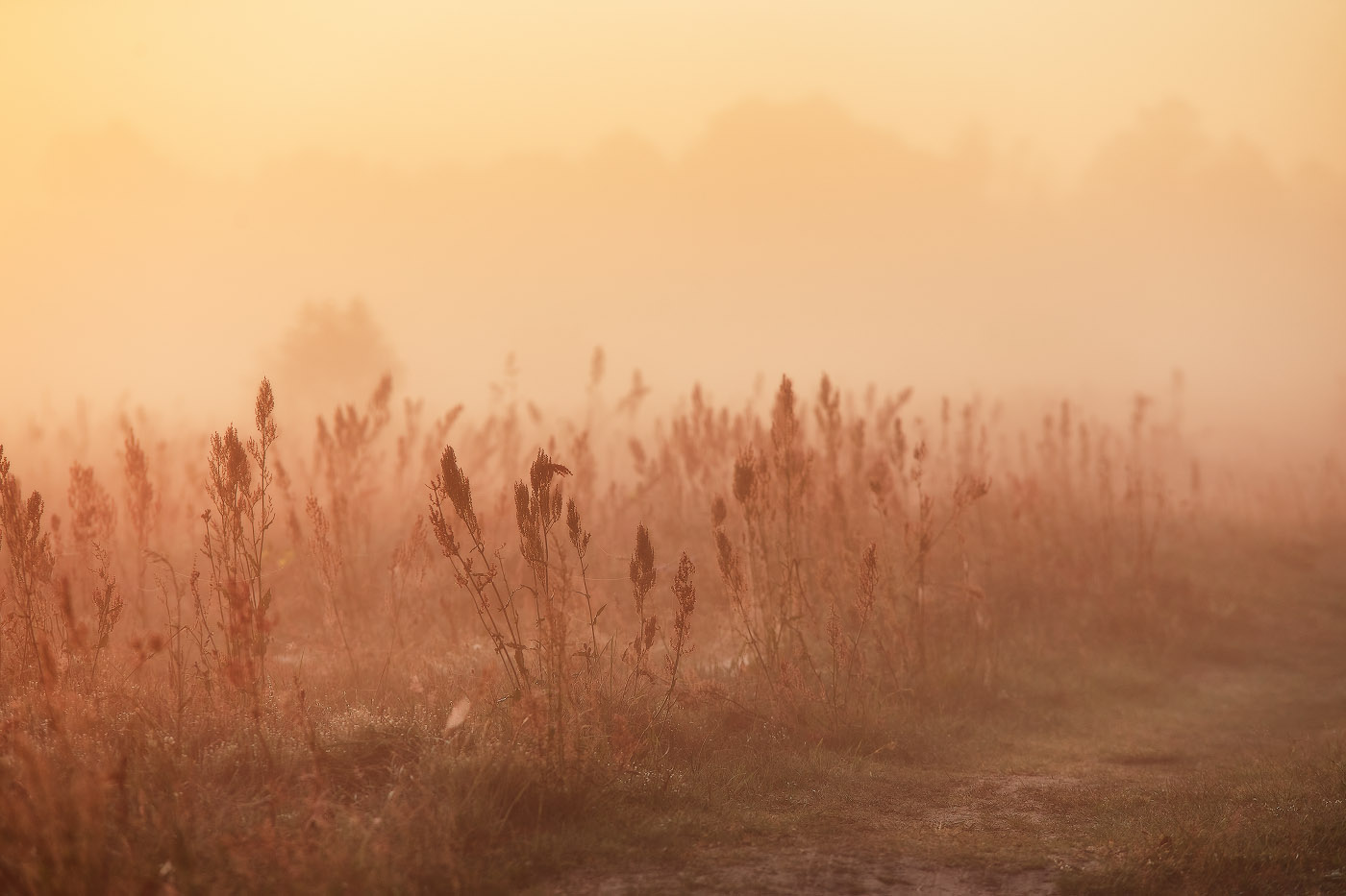 До Свидания, Лето!