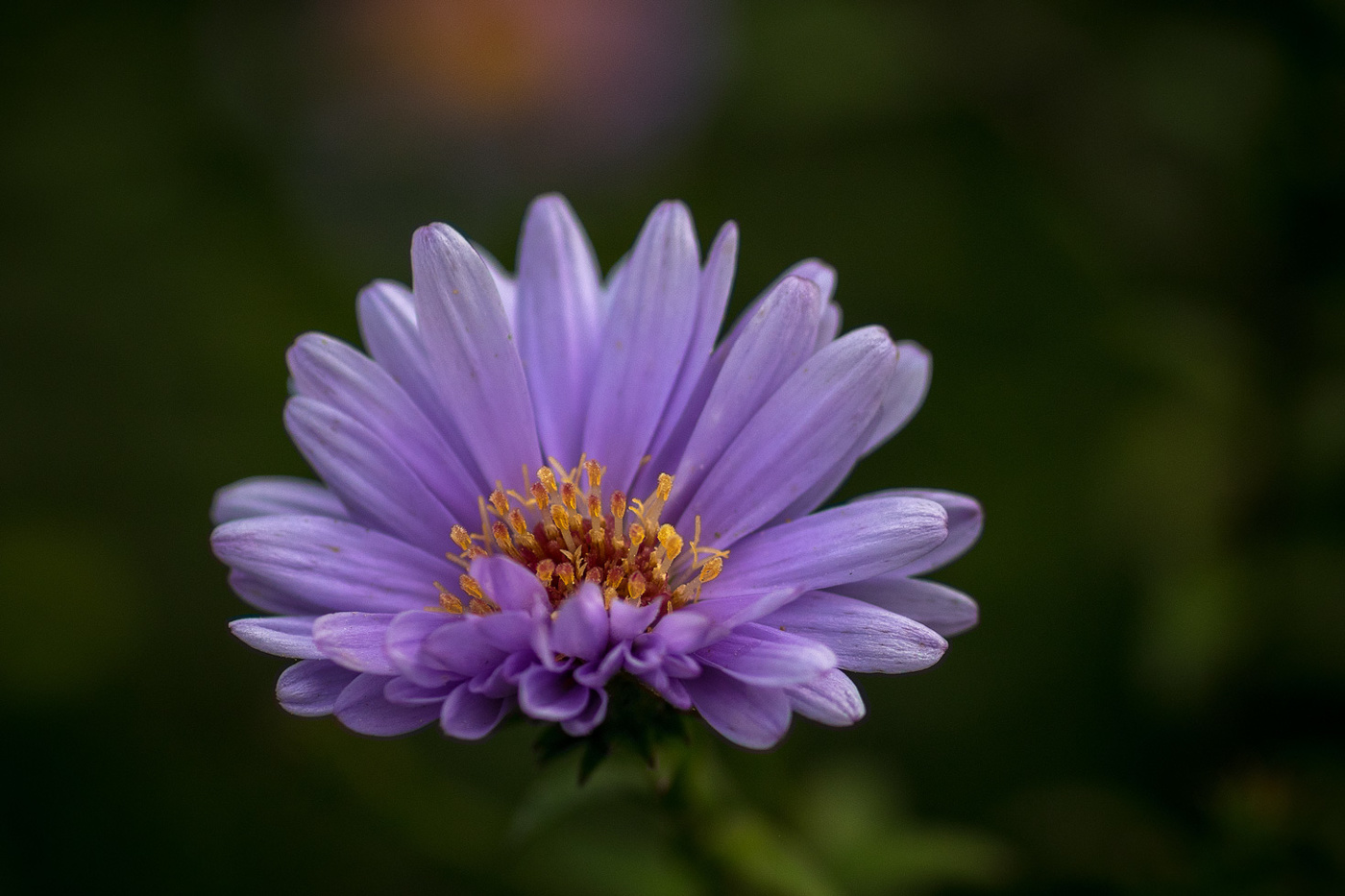 Хризантема