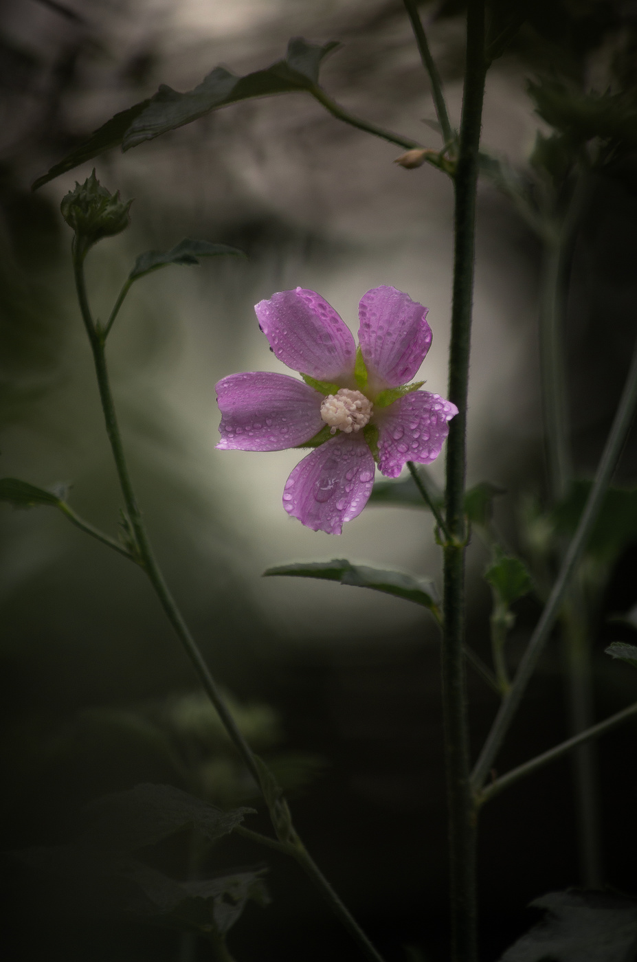 Смеркалось...