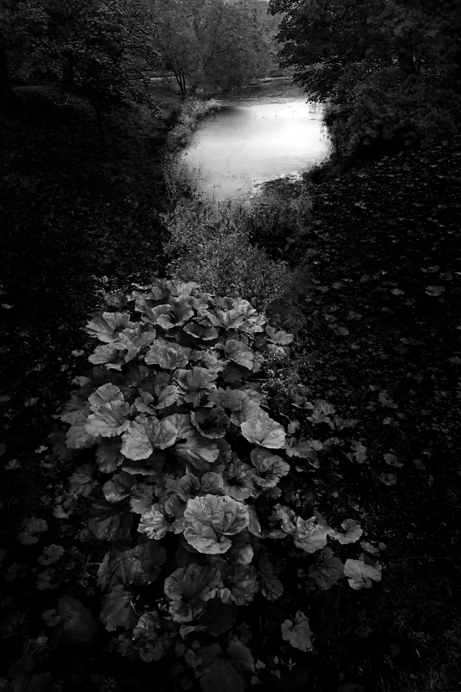 Лопухиада-2