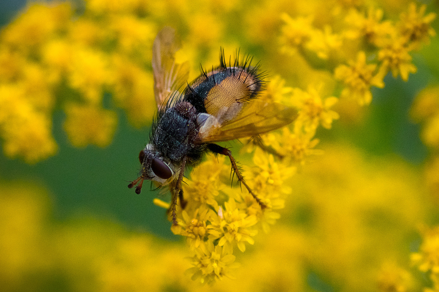 Ежик с крыльями