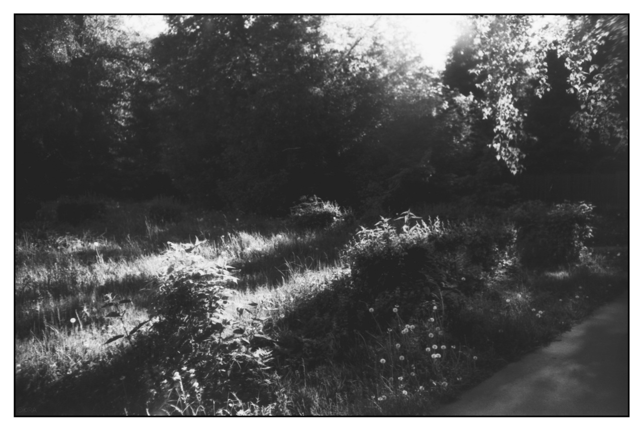 Зелень июня в вечерних лучах