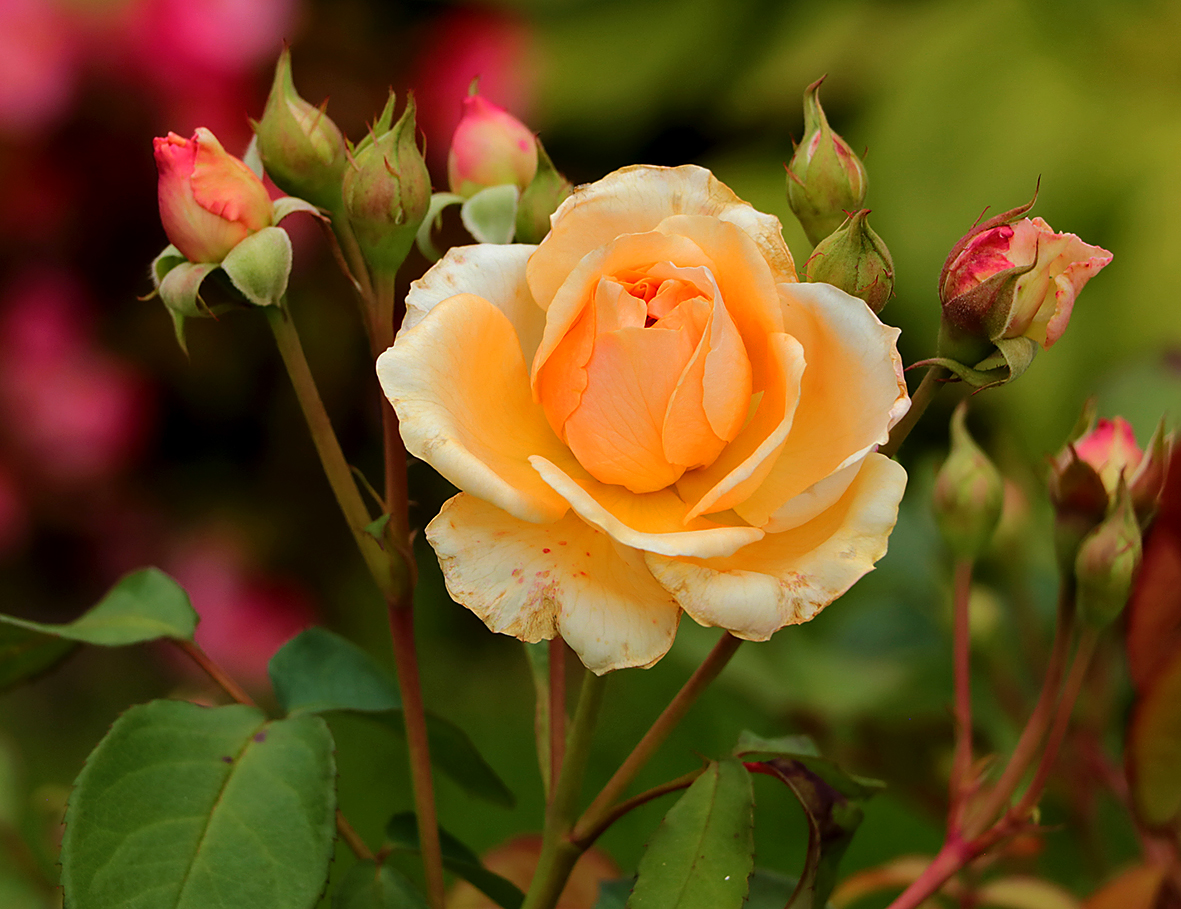 Английская роза*