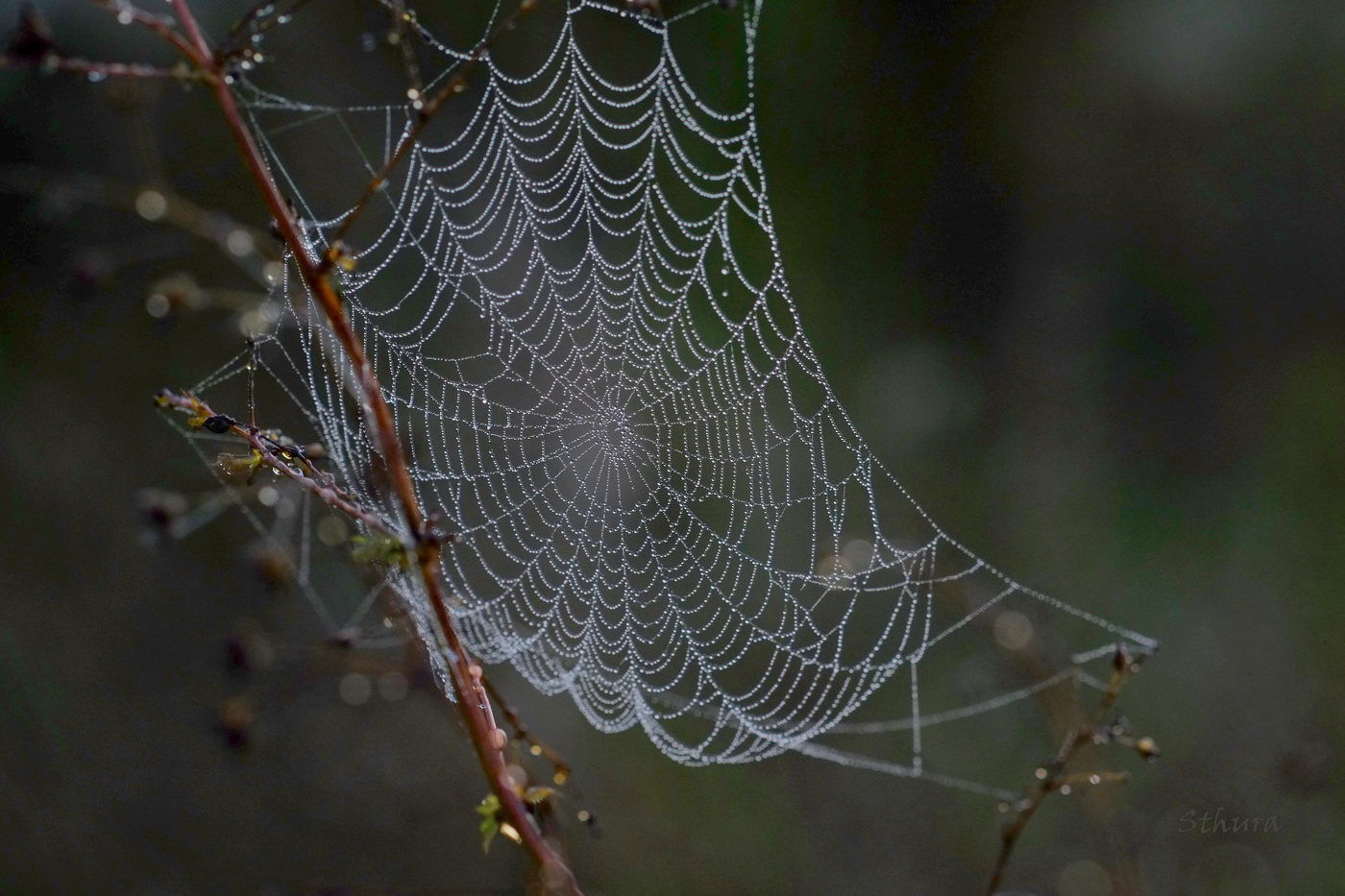 Красивая паутинка.