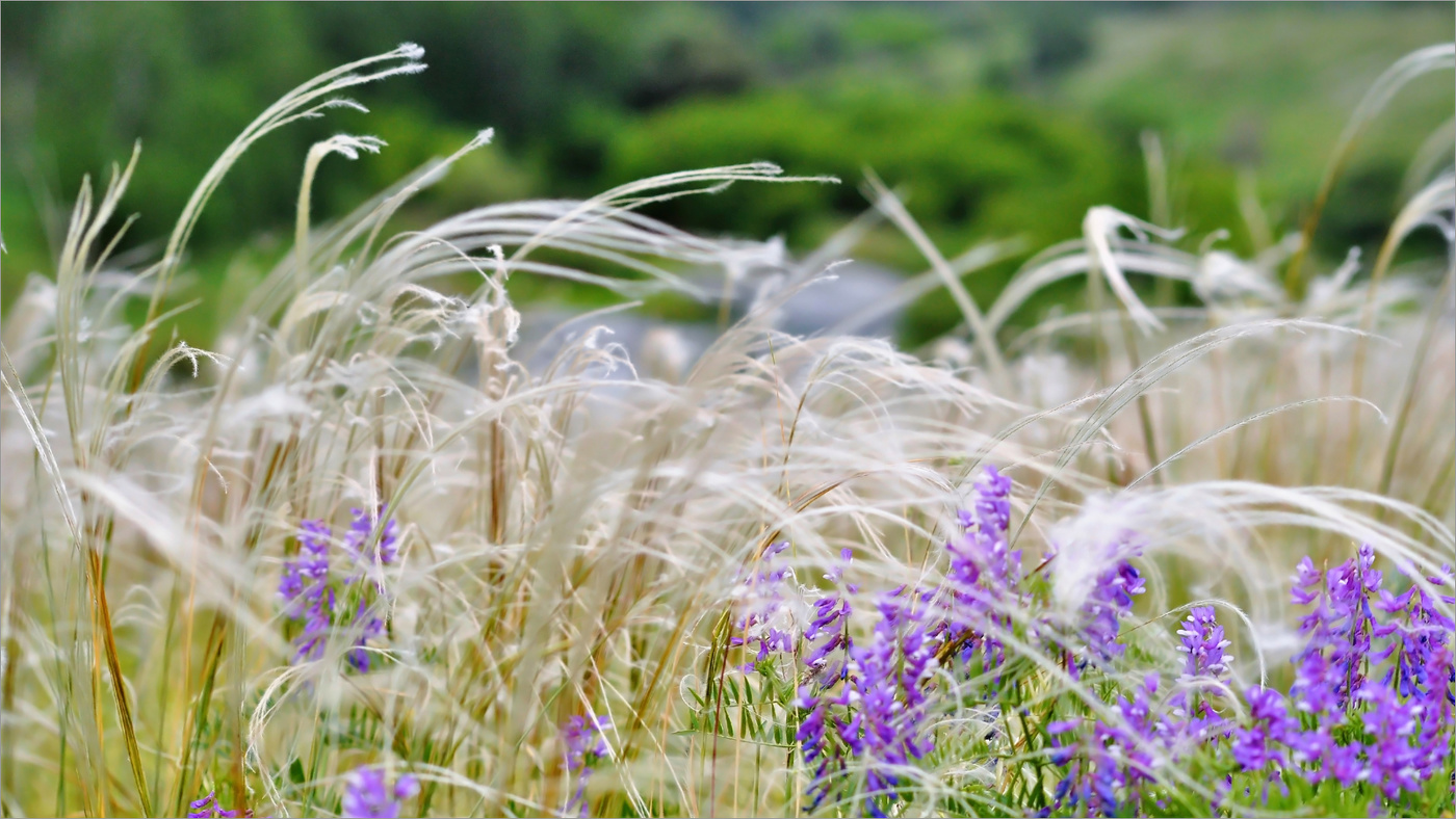 Когда струною звенело лето...
