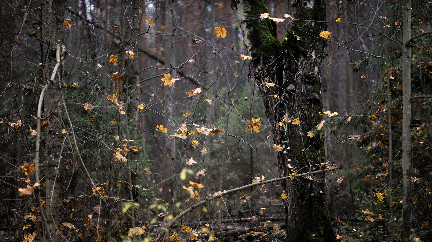 Листопадник