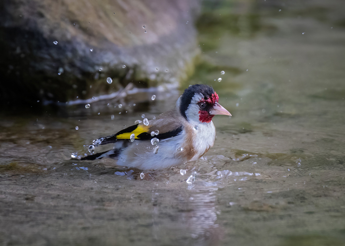 Купание щегла