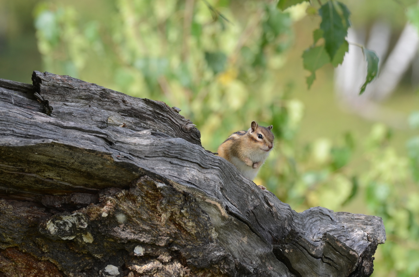 Мимишный такой!