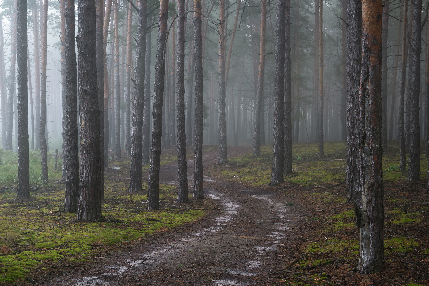 Лесными дорогами