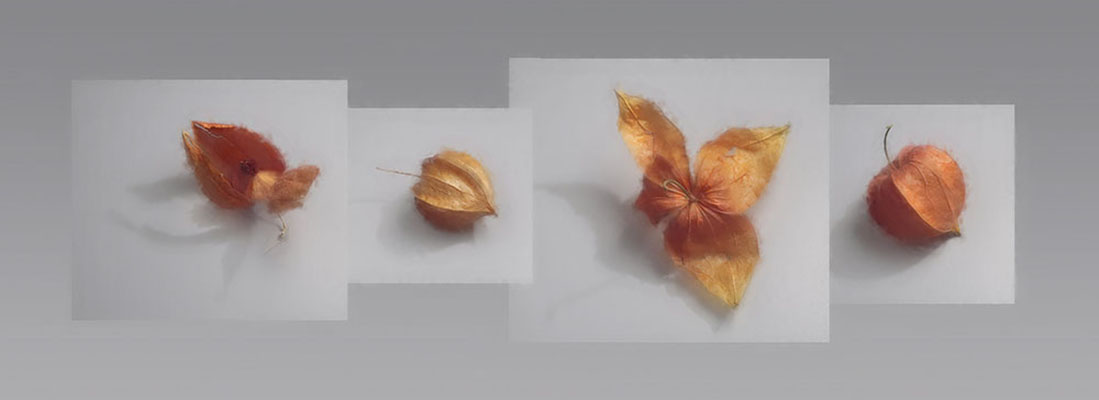 осенние физалисы