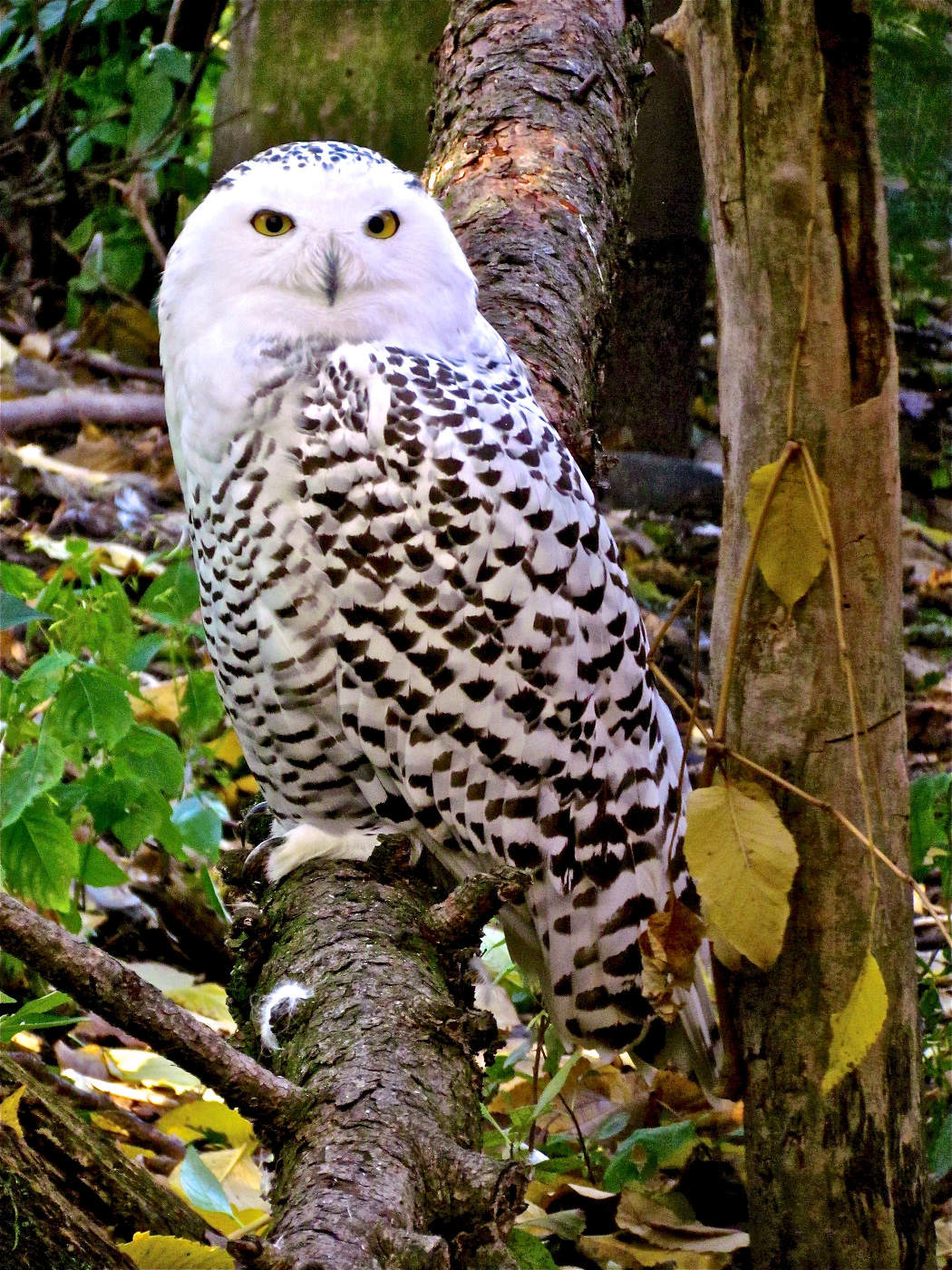 Королева Севера