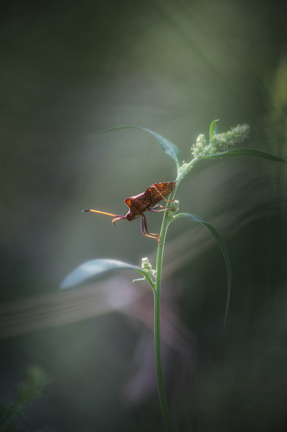 Где-то на лугу...