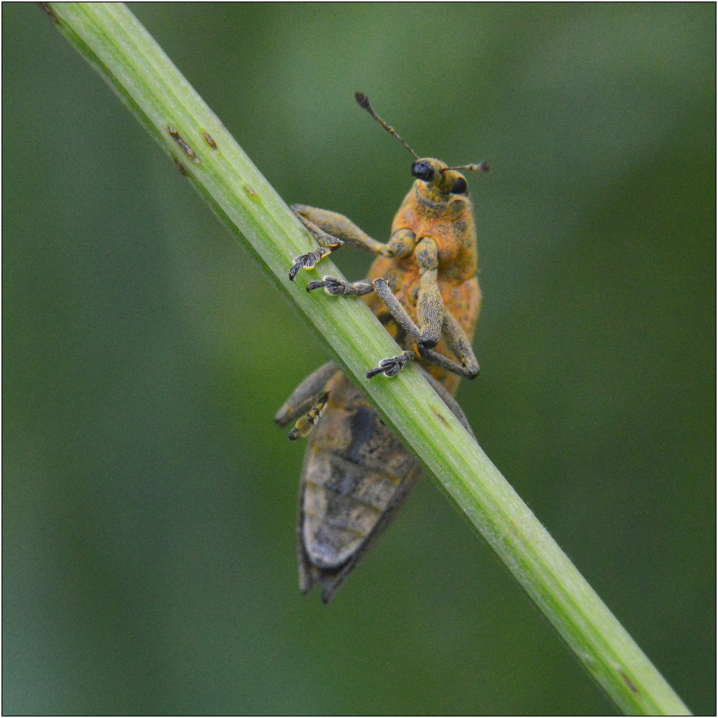 Веселый долгоносик.
