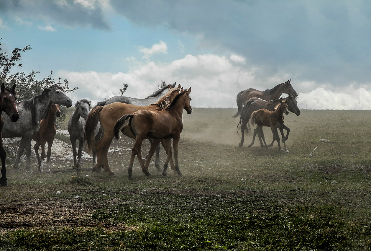 Семейное ШОУ