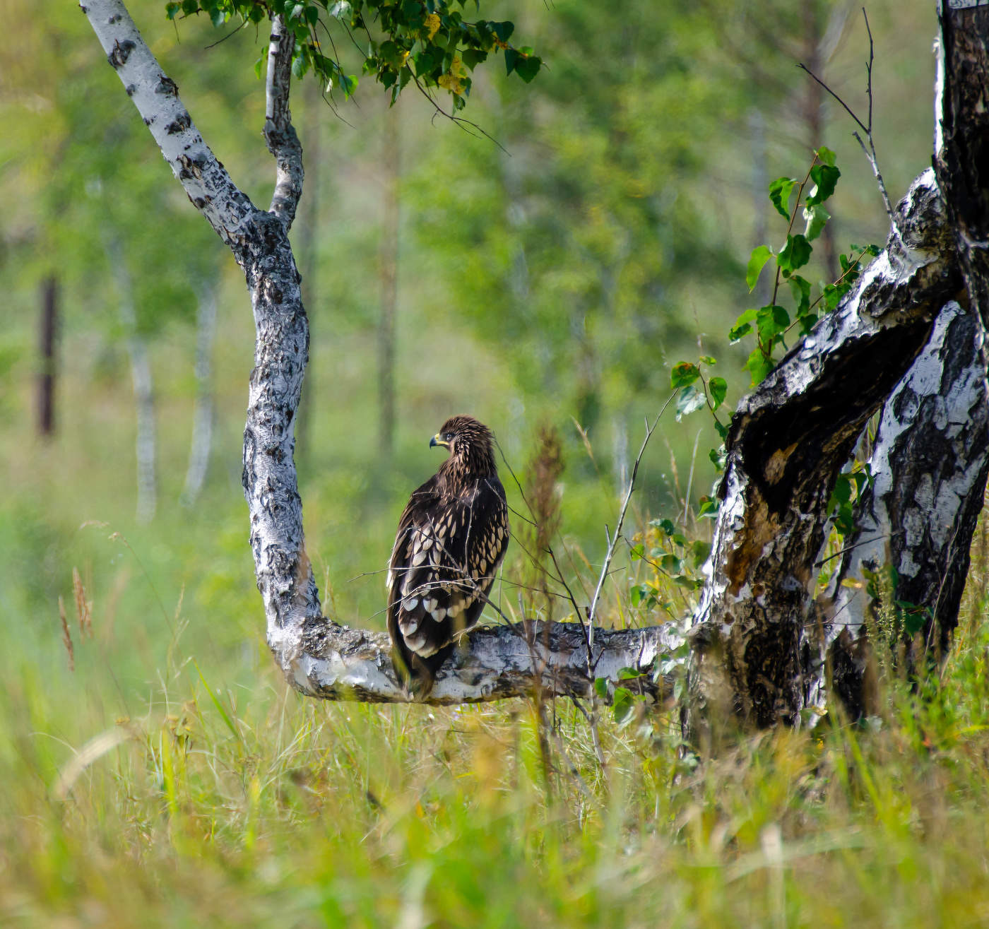 Большой подорлик.