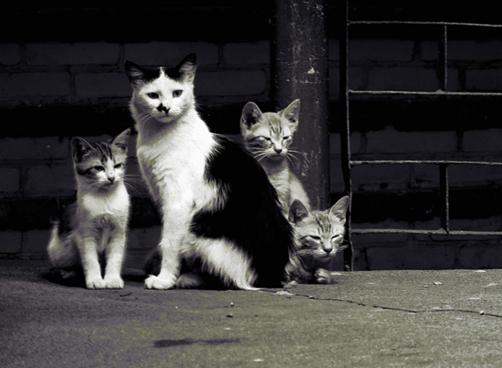 бдительность