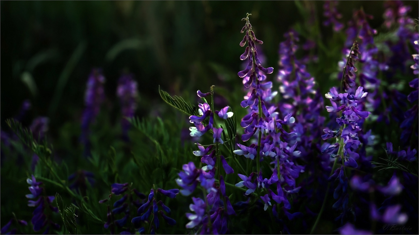 На лугу вечернем