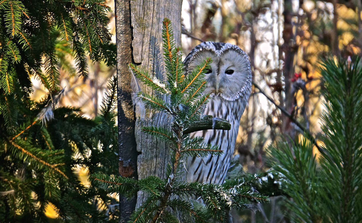 Неужели она? :)