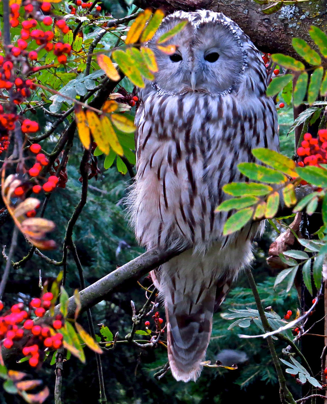 Величественная птица, согласитесь
