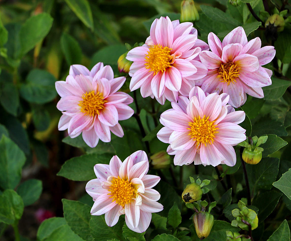 Георгиновый квинтет