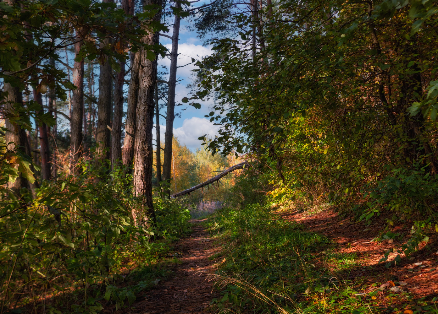 Утро в осеннем лесу
