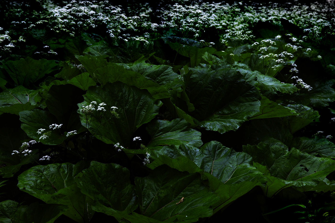 Лопухиада-3