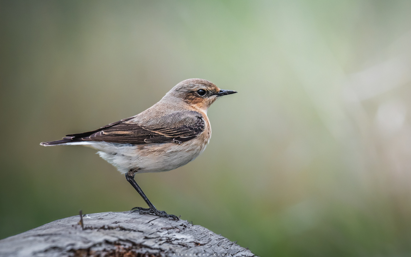 На бревнышке