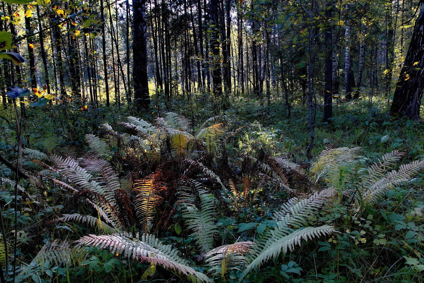 Сентябрьским днём.