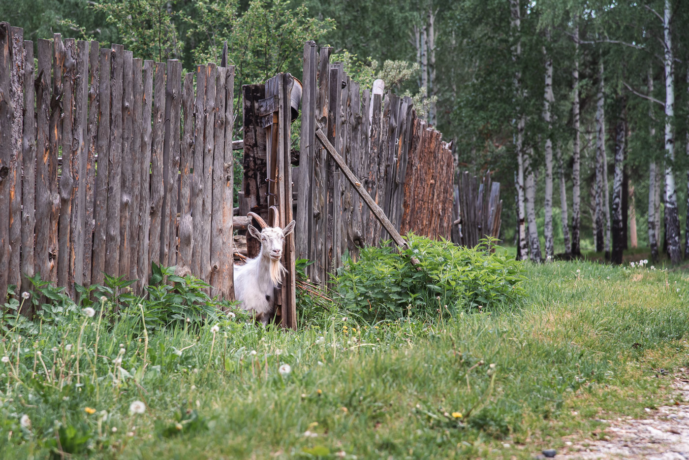 Любопытная