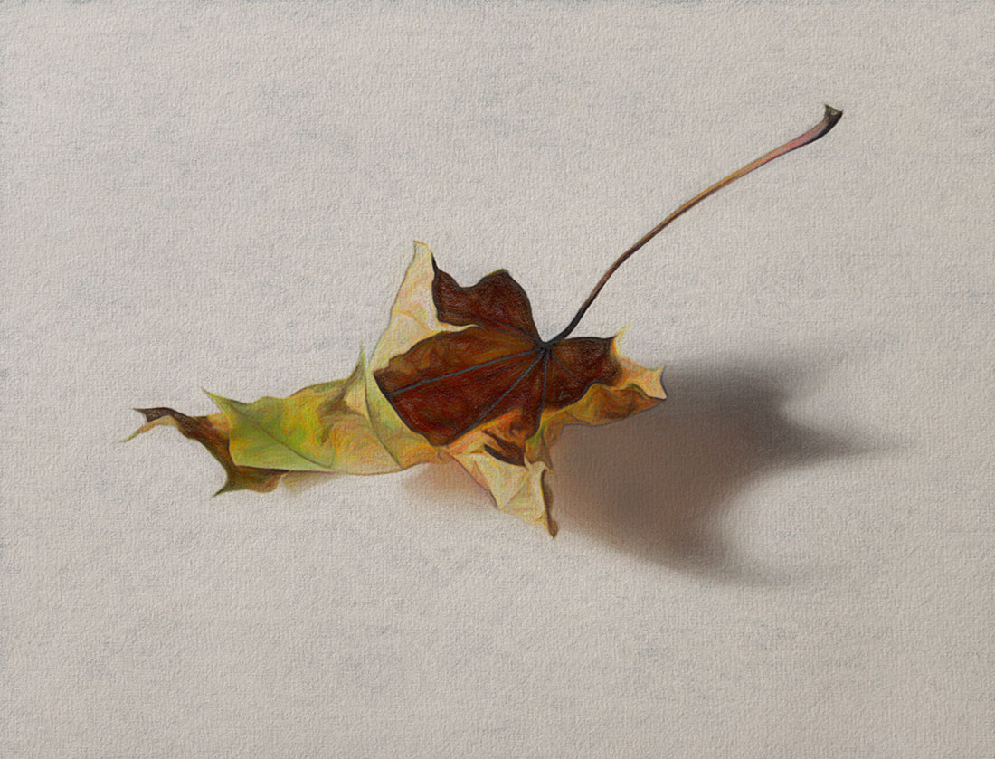 Кленовый лис