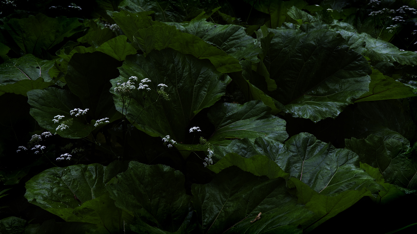 Лопухиада-3а