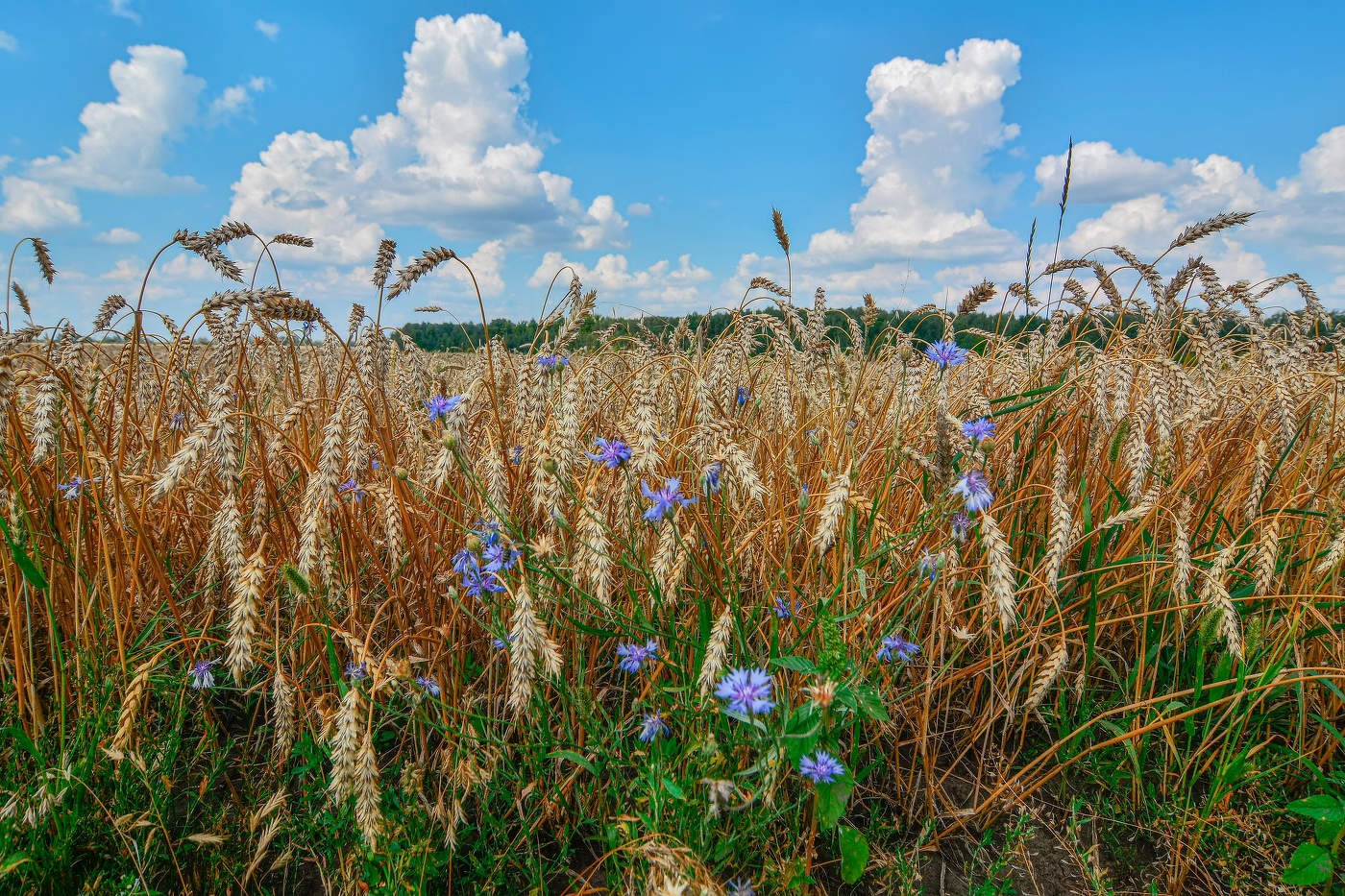 "хлебные места"