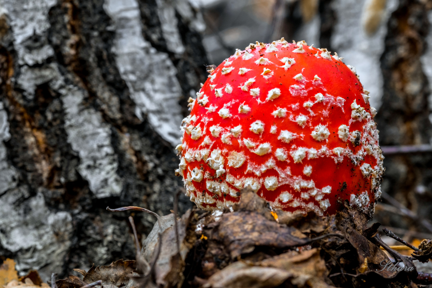 Мухомор у берёзы