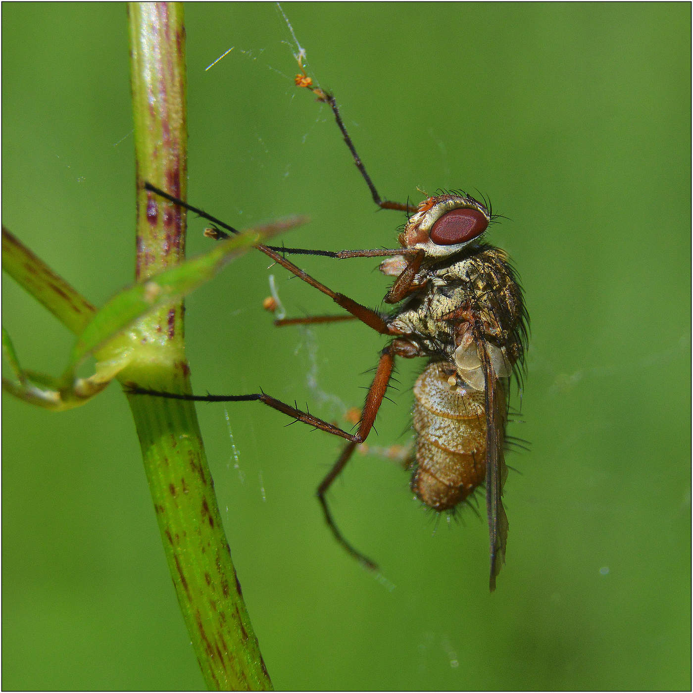 Старая паутина.