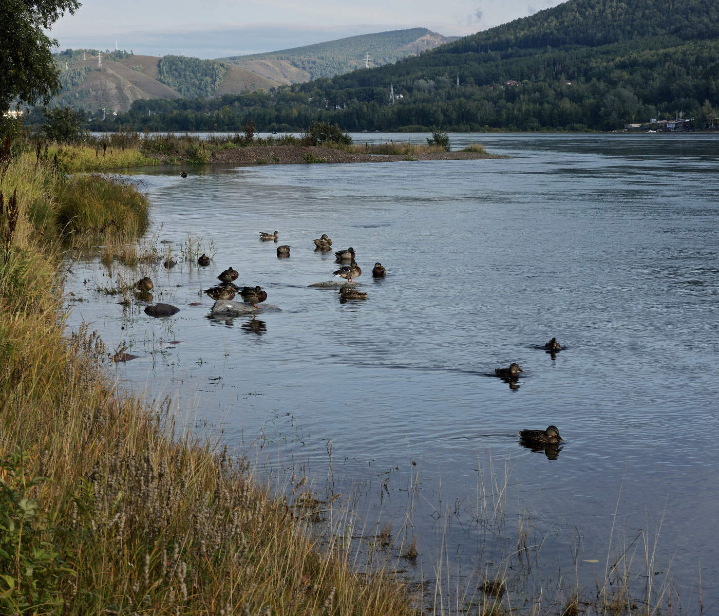 Сибирские утки: дни прощального тепла
