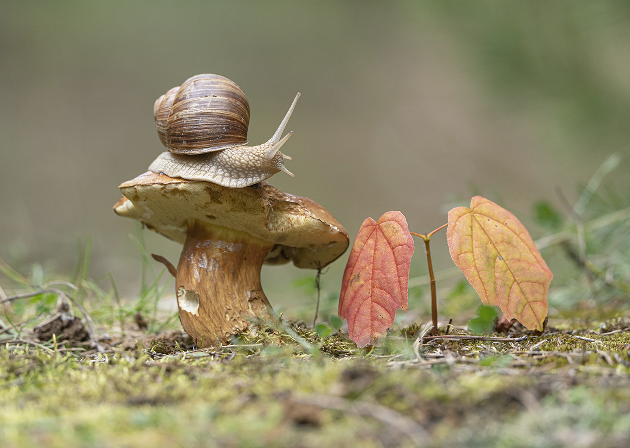 Картинка из леса