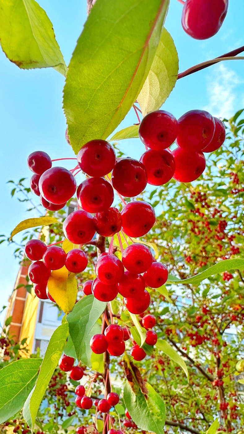 Дикая китайская яблоня