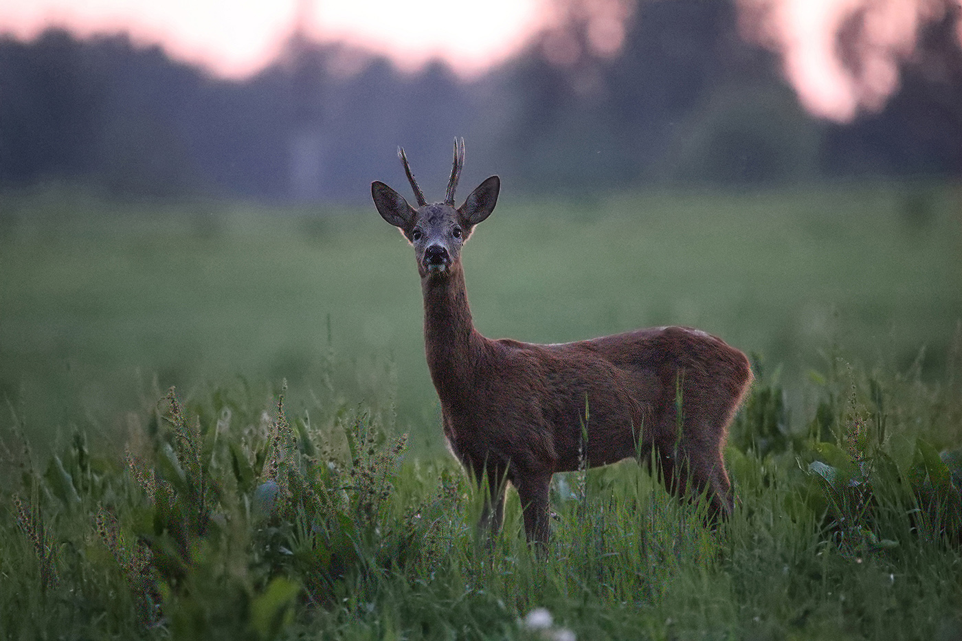 любопытство