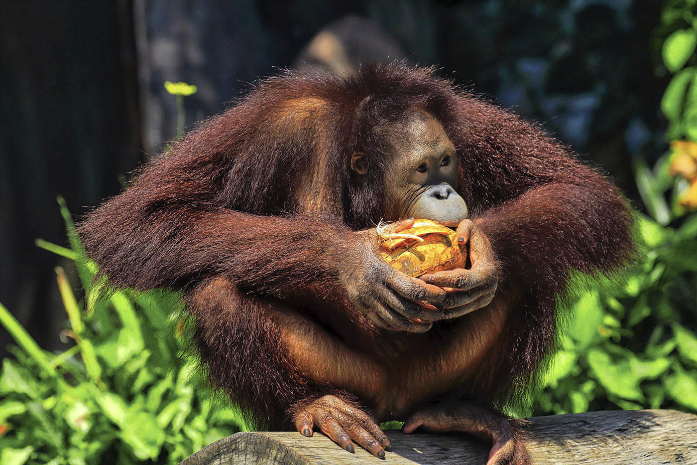 Есть или не есть? Вот в чем вопрос